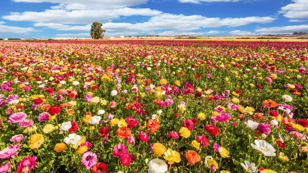 Early spring flowers