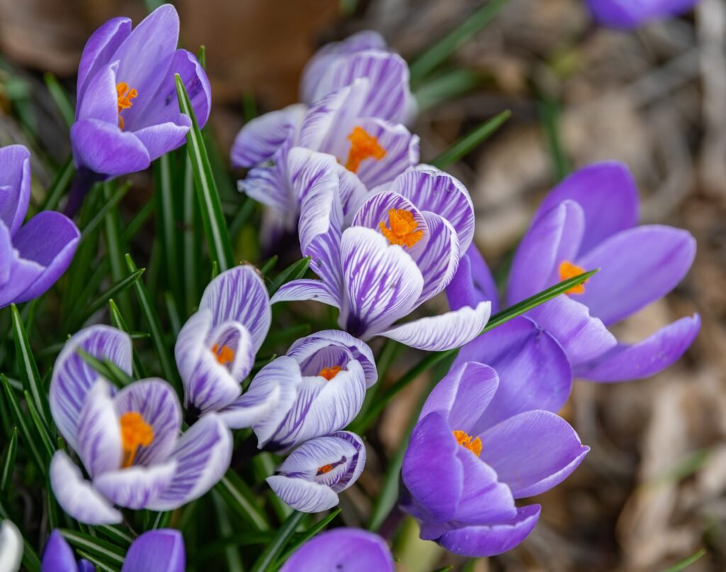 Early spring flowers
