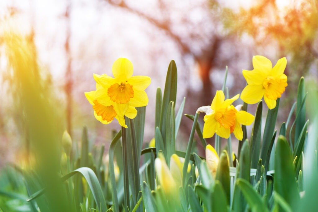 Early spring flowers