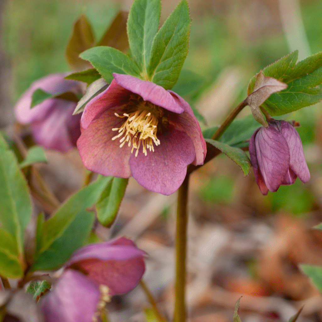 Early spring flowers