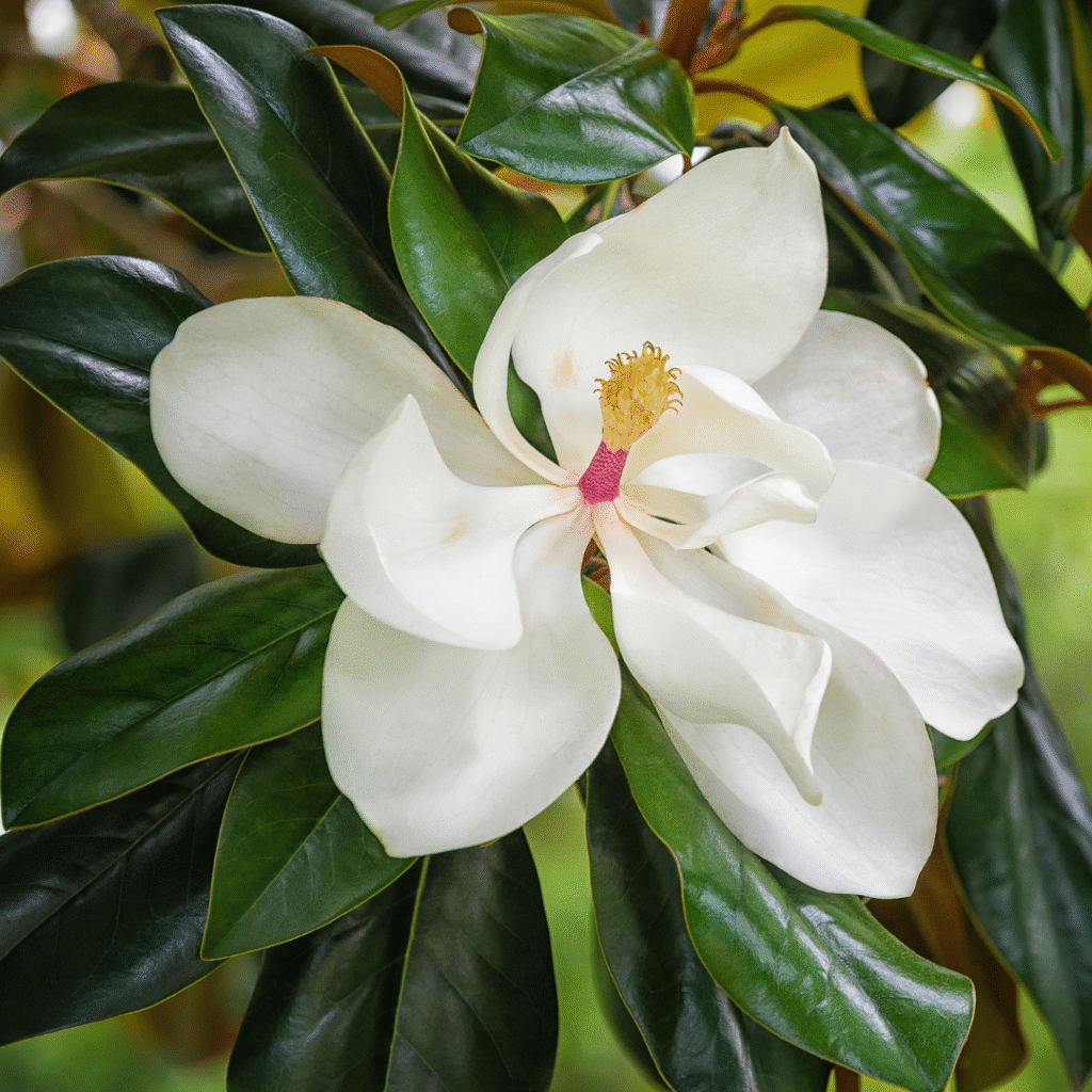 Early spring flowers