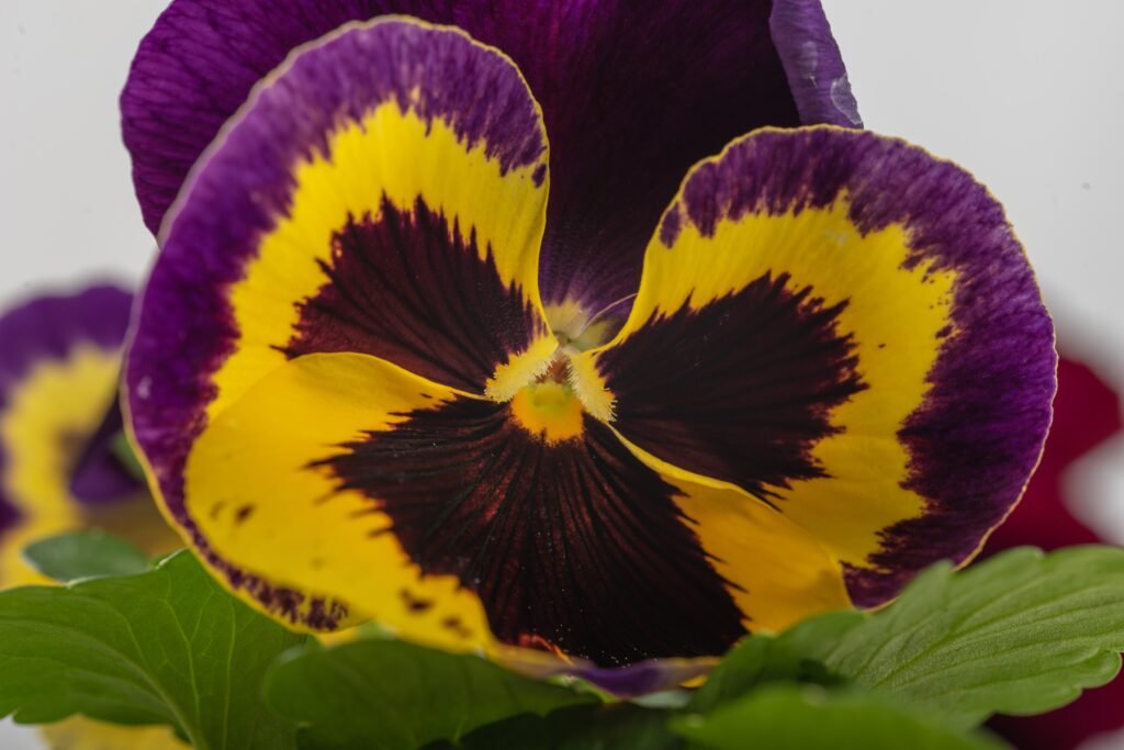 Early spring flowers