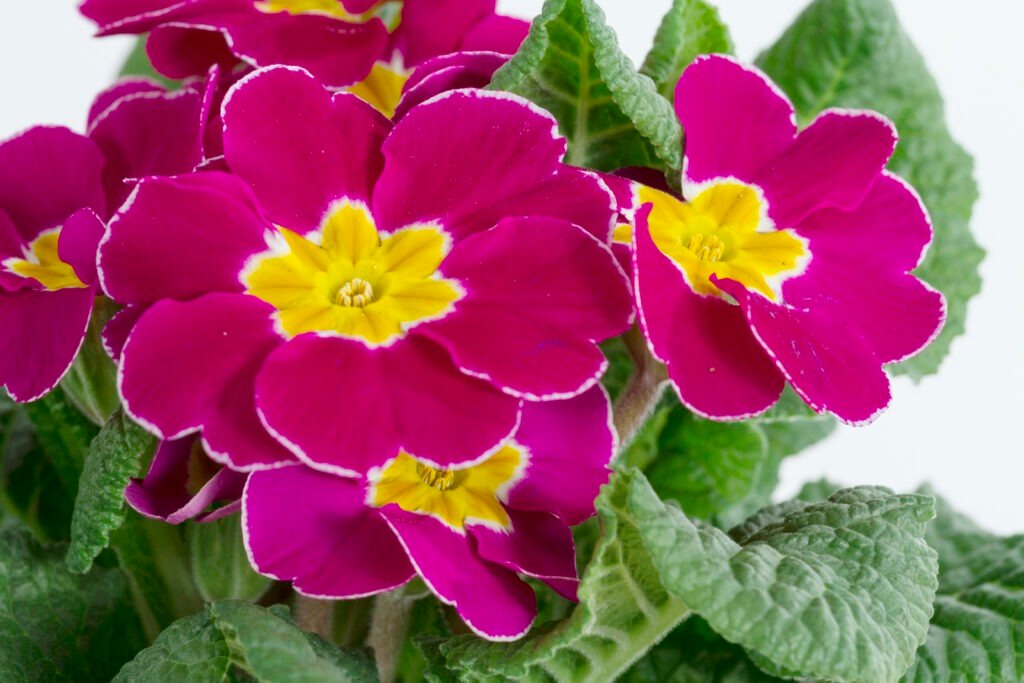 Early spring flowers
