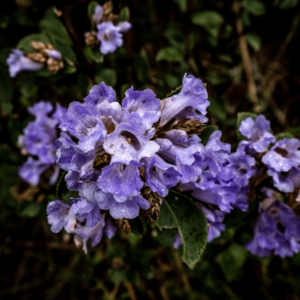 Rare Flowers Neelakurinji