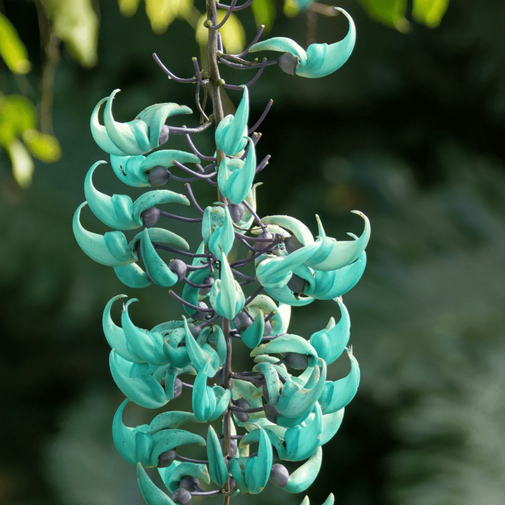 Jade Vine flower, Rare Flowers
