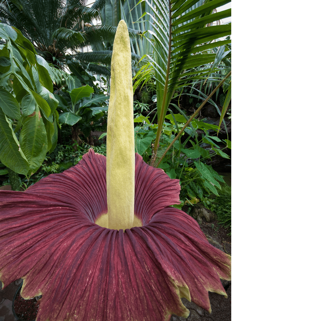 15 Extremely Rare Flowers That Showcase Nature's Beauty