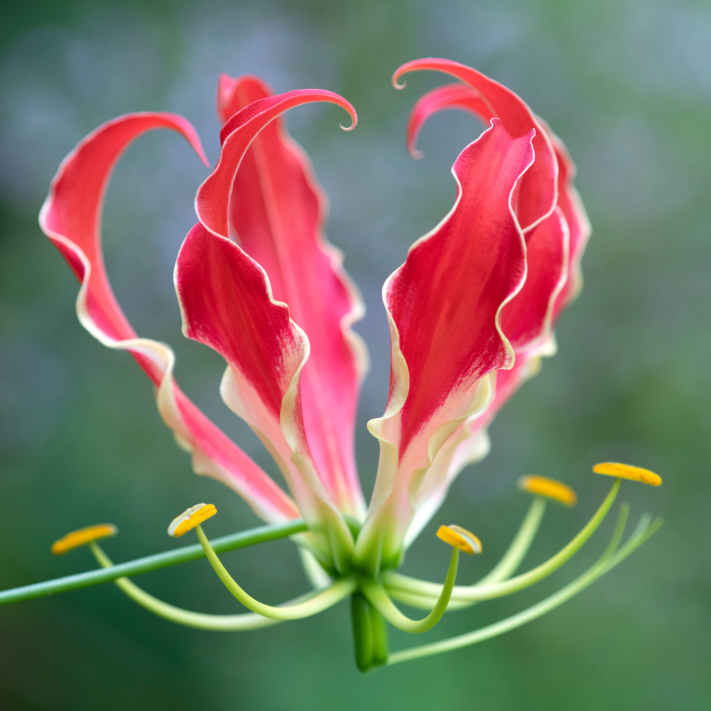 Climbing Gloriosa Lily Rare Flowers