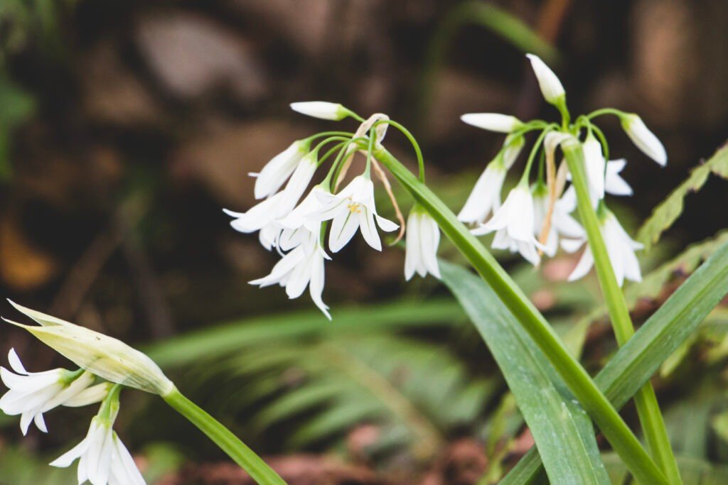 Early spring flowers