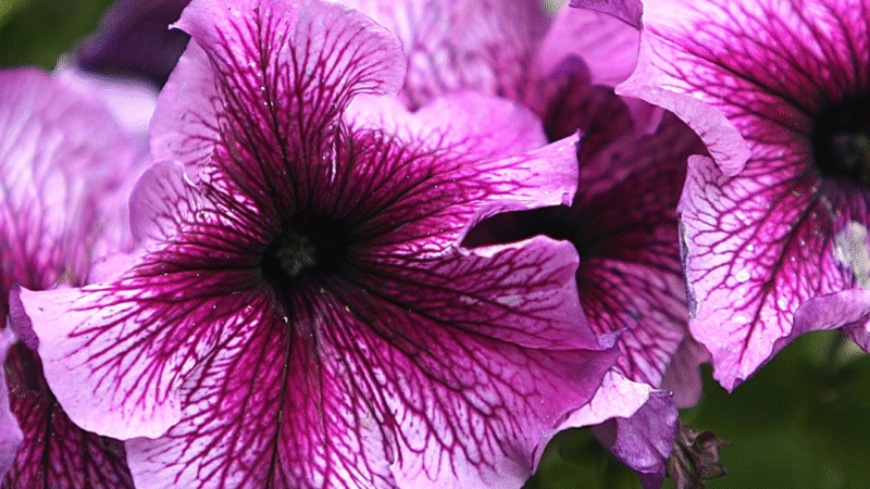 Easy to Grow Flowers in Pots, Flower Garden Home, Best Flower Plants for Home Garden, Best Flower Plants for Home Garden, Flowering plants for shady gardens