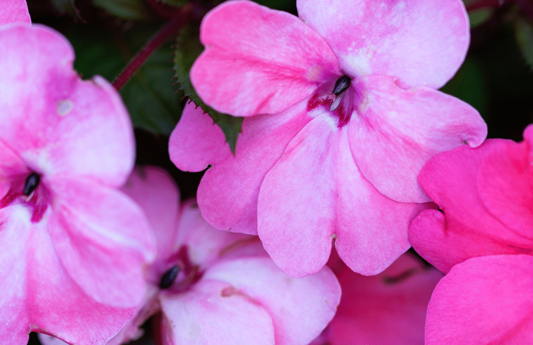 Easy to Grow Flowers in Pots, Flower Garden Home, Best Flower Plants for Home Garden, Best Flower Plants for Home Garden, Flowering plants for shady gardens