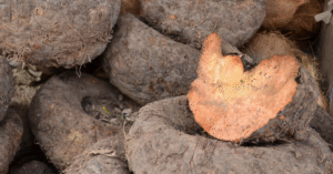 Read more about the article Elephant Yam Flower: Benefits, Recipe, Origin, Nutrition & More