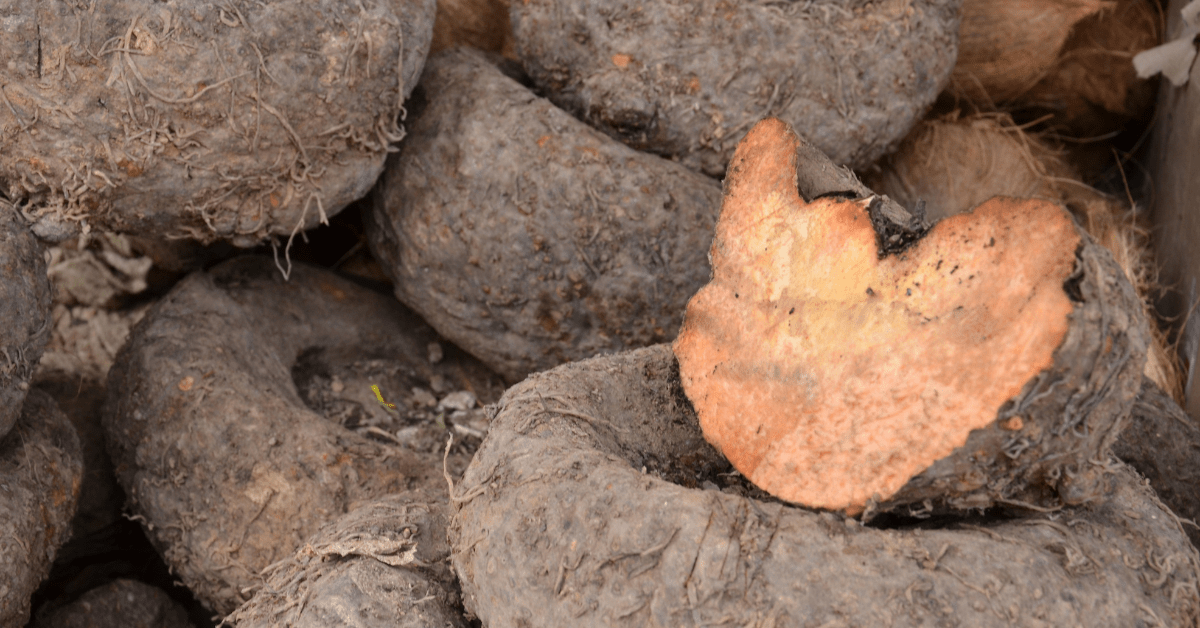 You are currently viewing Elephant Yam Flower: Benefits, Recipe, Origin, Nutrition & More