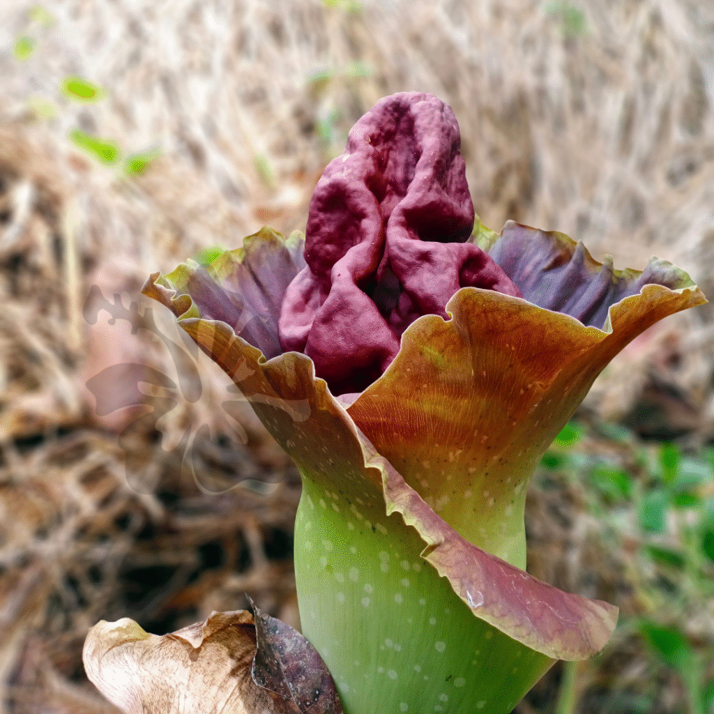 Elephant Yam Flower Suran Flower