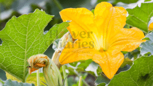 Read more about the article Top 7 Pumpkin Flower Benefits, Recipes & Growing Tips You’ll Love