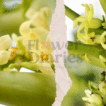 10 Powerful Papaya Flower Benefits, Tea Uses & Ayurvedic