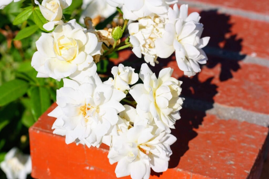 7. Gardenia (Gardenia jasminoides)