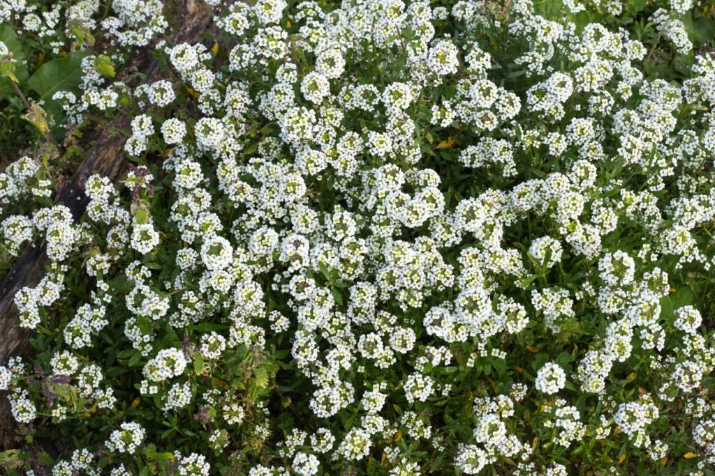 8. Sweet Alyssum (Lobularia maritima)