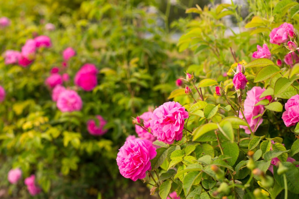 3. Roses (Damask or Desi varieties)
