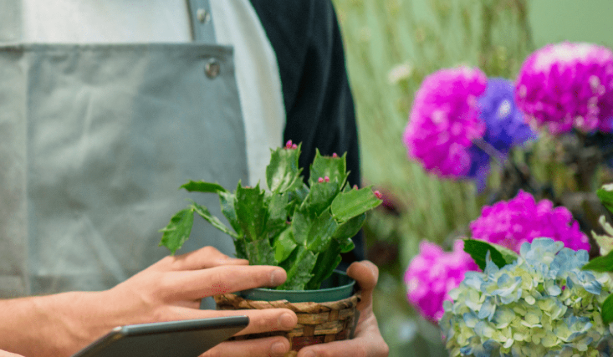 National Flower Day Easy to Grow Flowers in Pots, Flower Garden Home, Best Flower Plants for Home Garden, Best Flower Plants for Home Garden, Flowering plants for shady gardens