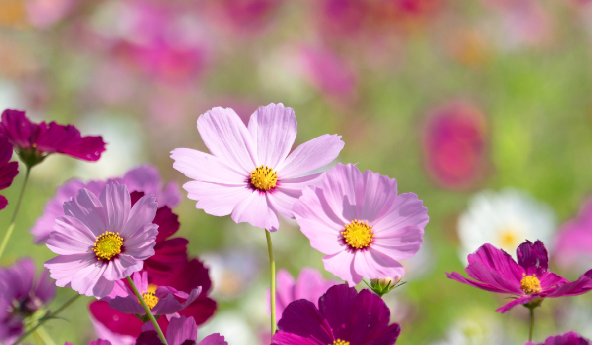 Easy to Grow Flowers in Pots, Flower Garden Home, Best Flower Plants for Home Garden, Best Flower Plants for Home Garden, Flowering plants for shady gardens