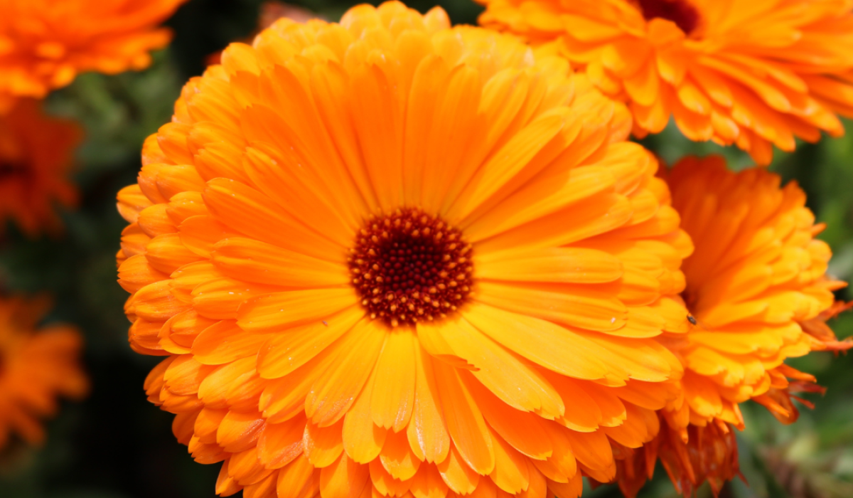 Easy to Grow Flowers in Pots, Flower Garden Home, Best Flower Plants for Home Garden, Best Flower Plants for Home Garden, Flowering plants for shady gardens