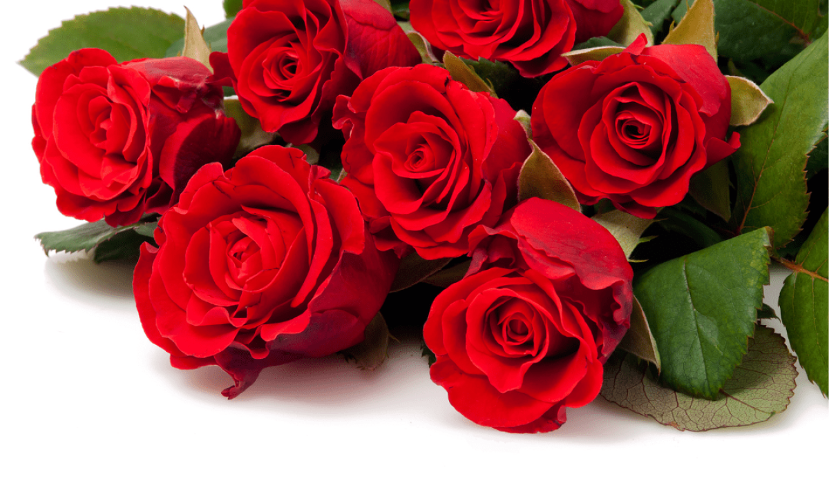 Flowers You can eat raw, Flower Health Benefits, Flowers at Home, Best Flowers Easy to Grow Flowers in Pots, Flower Garden Home, Best Flower Plants for Home Garden, Best Flower Plants for Home Garden, Flowering plants for shady gardens