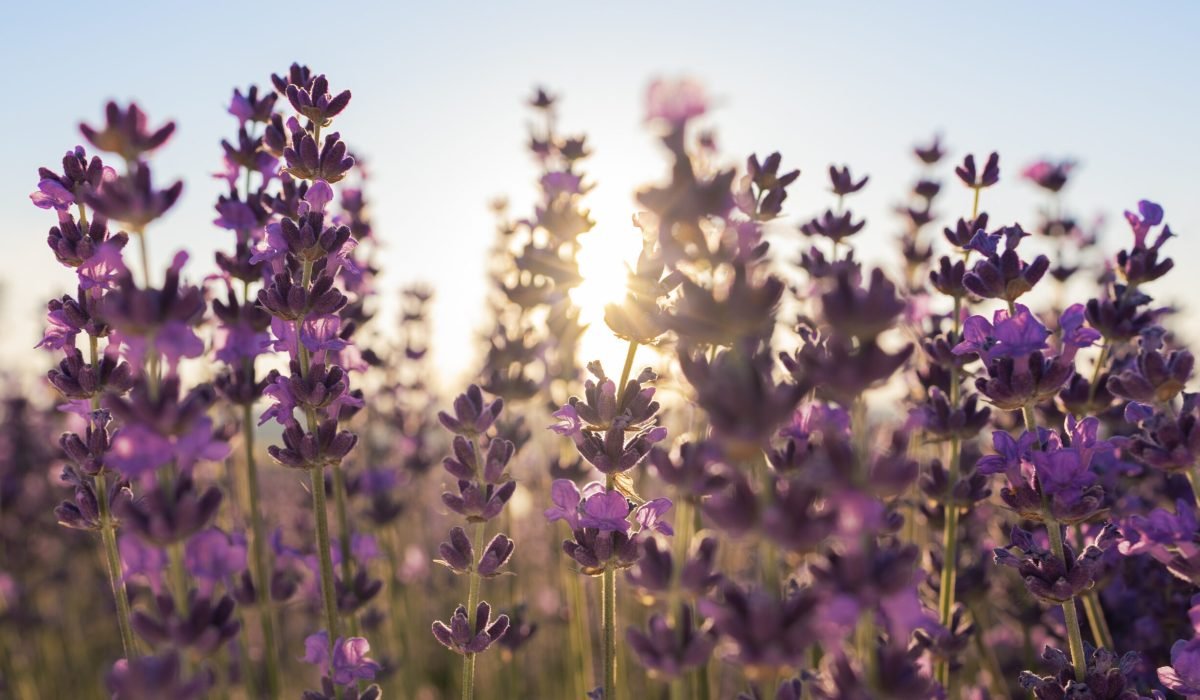 Lavender flowers bouquet, Lavender flower, Lavender flower arrangements, Lavender flower meaning, Lavender flower care, Lavender flower benefits. Easy to Grow Flowers in Pots, Flower Garden Home, Best Flower Plants for Home Garden, Best Flower Plants for Home Garden, Flowering plants for shady gardens