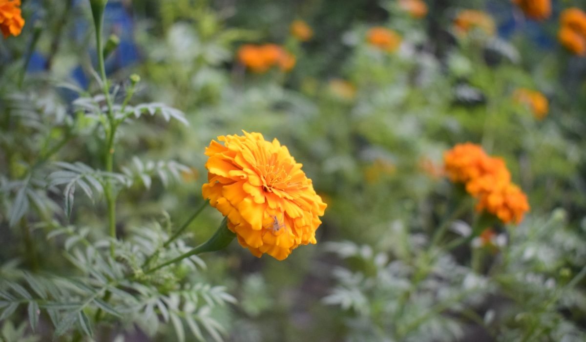 Easy to Grow Flowers in Pots, Flower Garden Home, Best Flower Plants for Home Garden, Best Flower Plants for Home Garden, Flowering plants for shady gardens