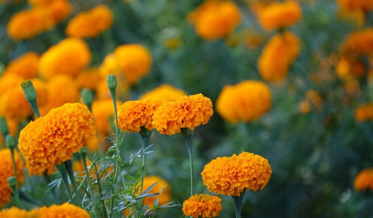 Types of Flowers Easy to Grow Flowers in Pots, Flower Garden Home, Best Flower Plants for Home Garden, Best Flower Plants for Home Garden, Flowering plants for shady gardens